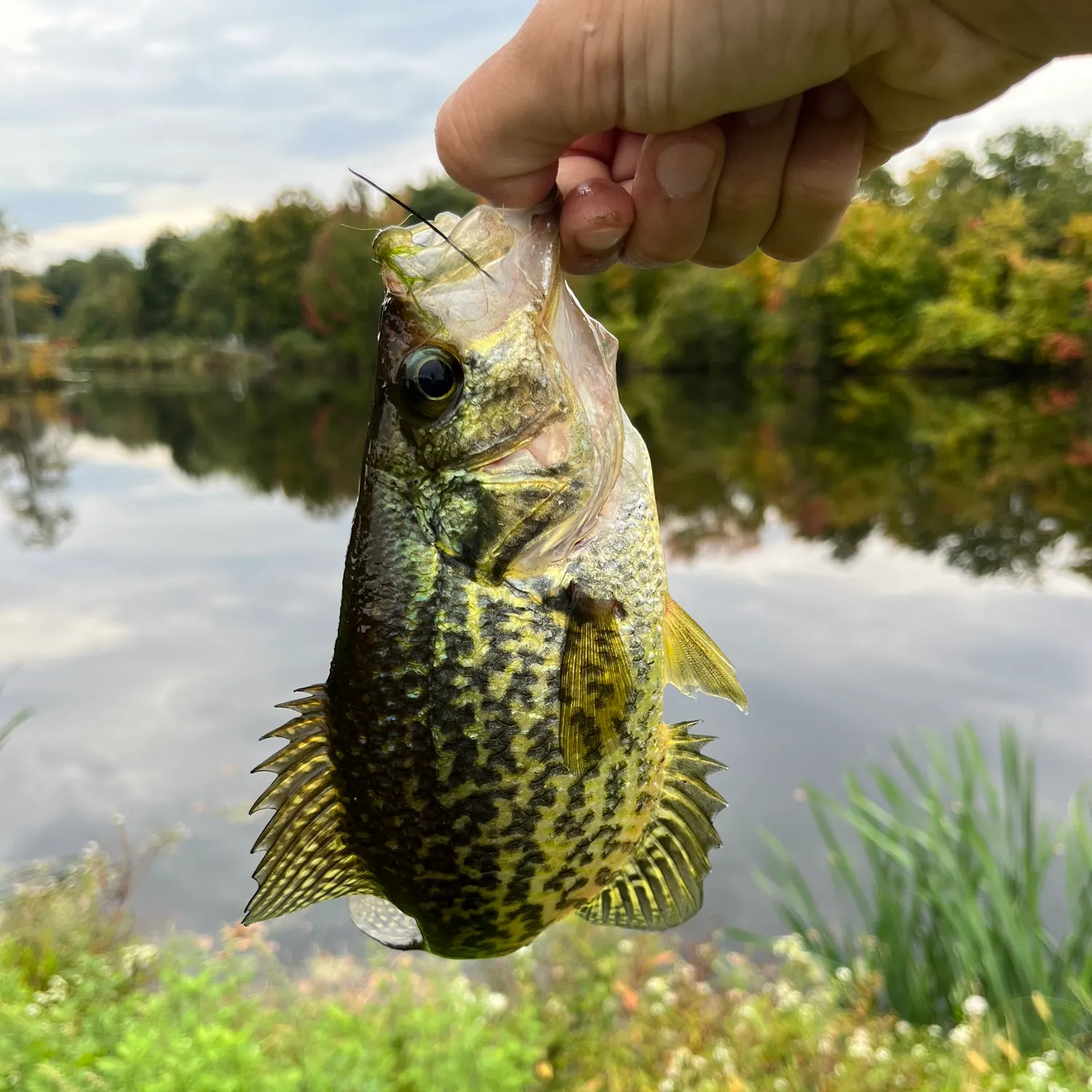Black crappie caught on Fishbrain