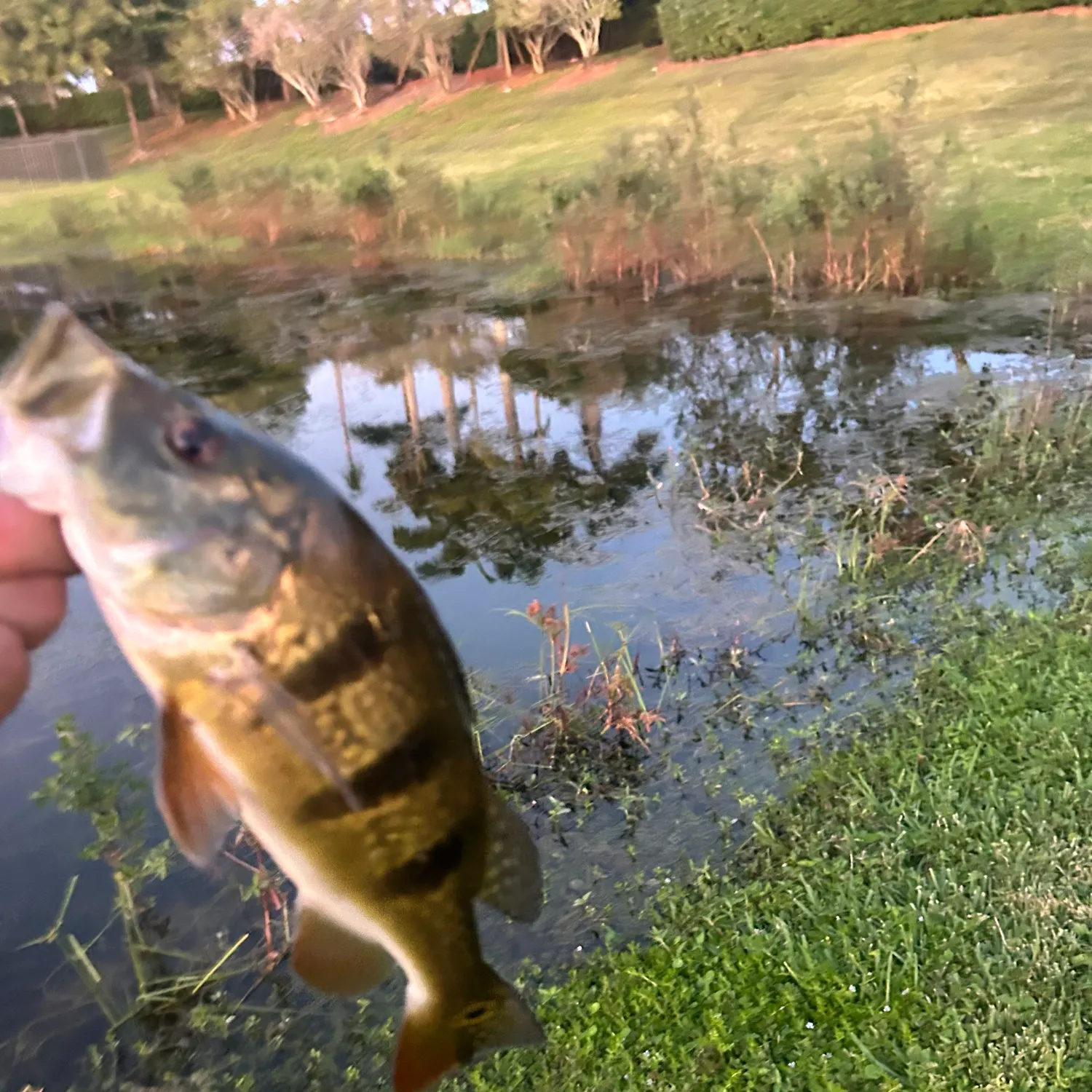 The most recent Butterfly peacock bass catches on Fishbrain