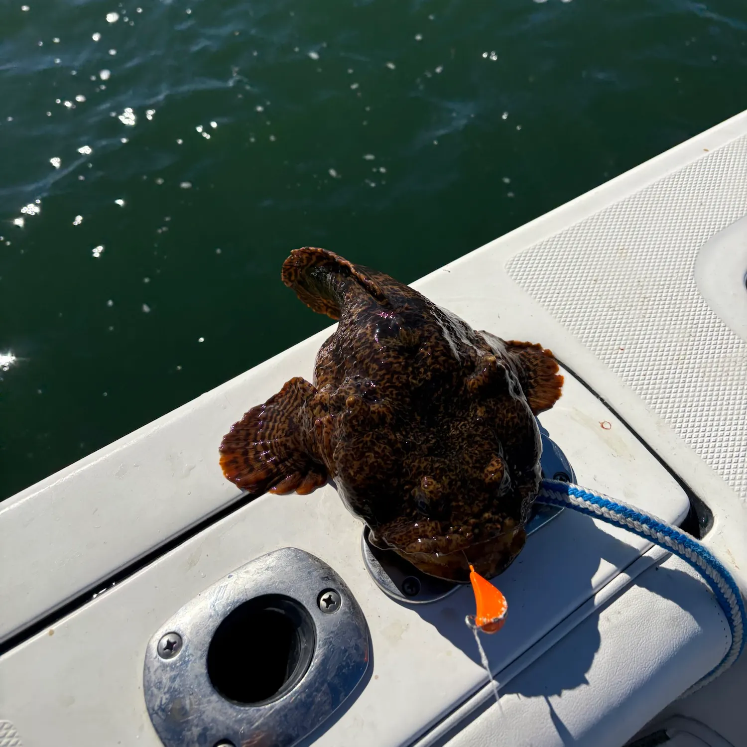 The most recent Oyster toadfish catches on Fishbrain