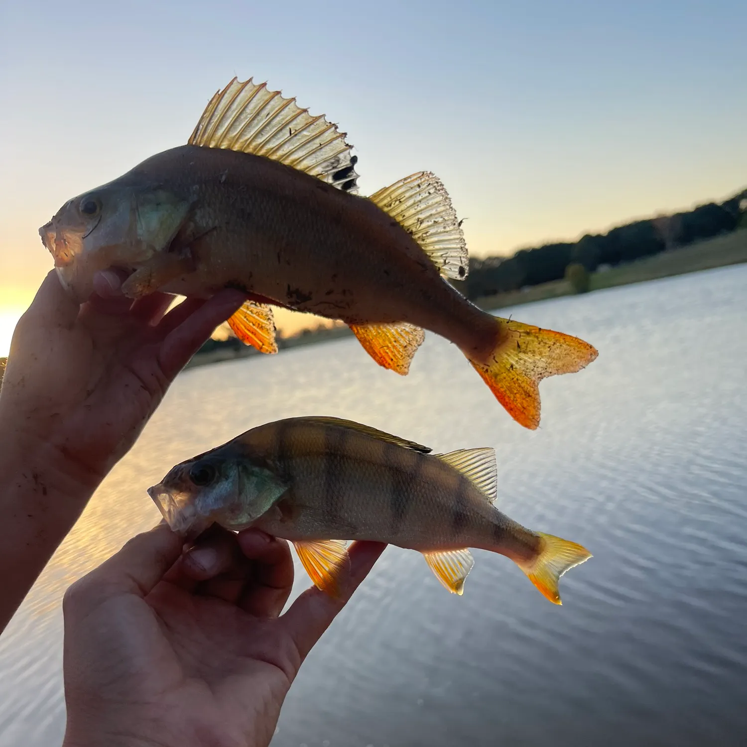 The most recent European perch catches on Fishbrain