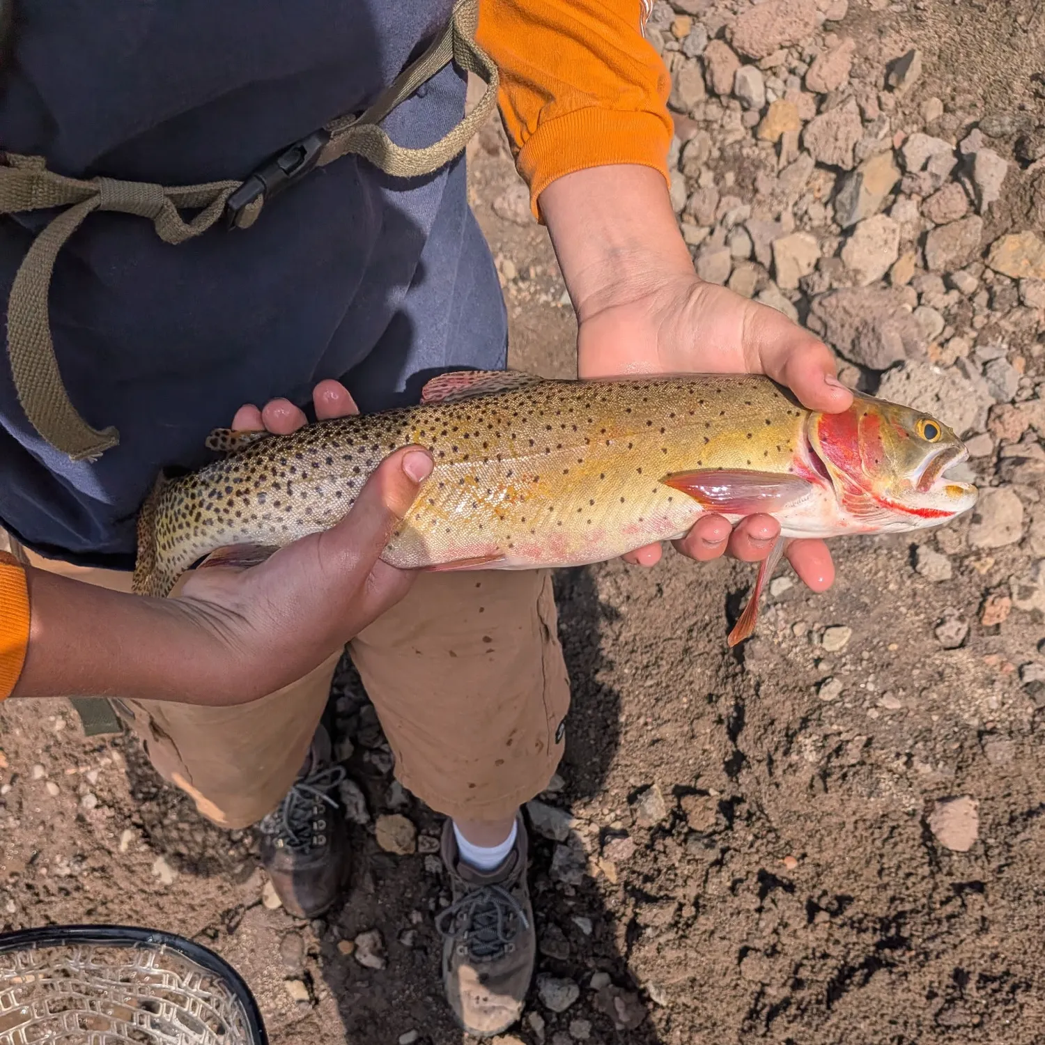 Cutthroat trout caught on Fishbrain