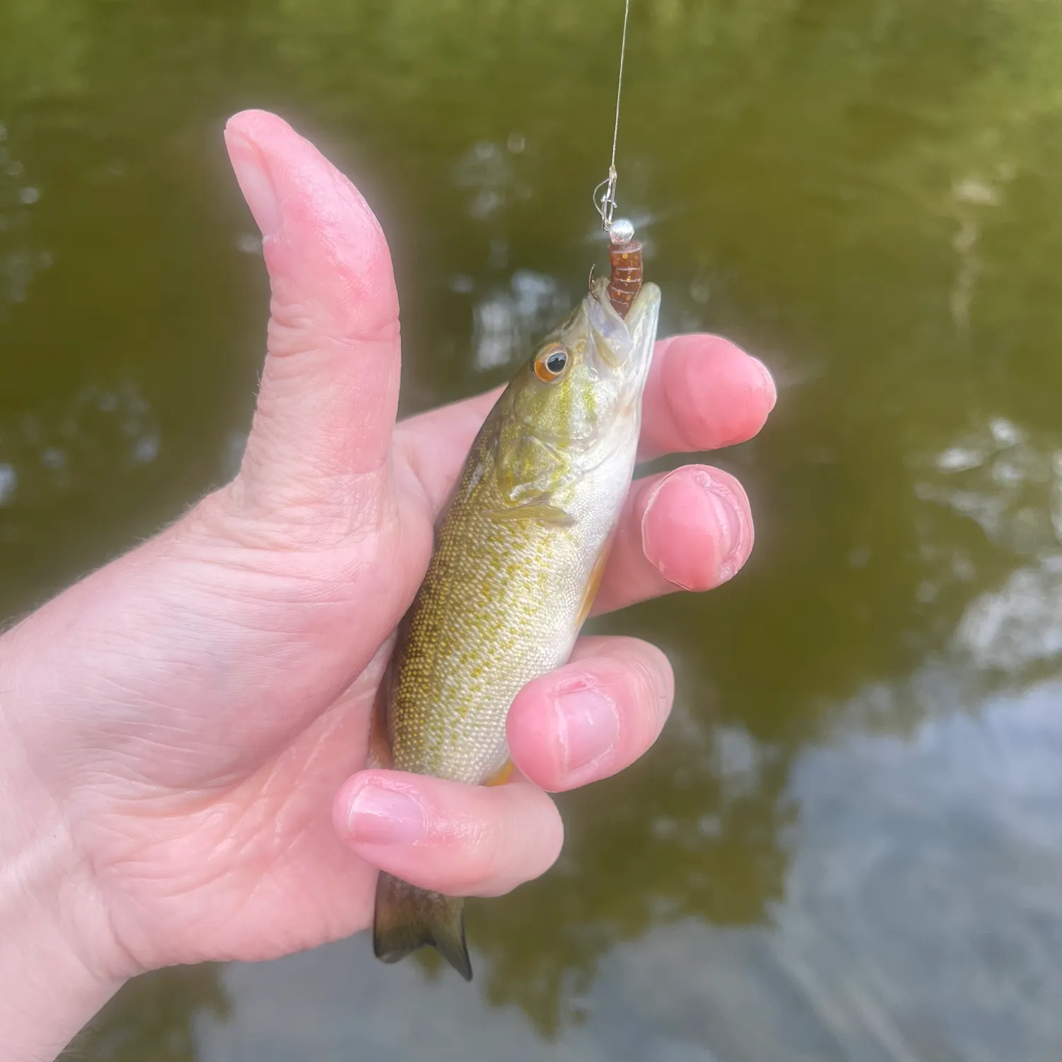Smallmouth bass caught on Fishbrain