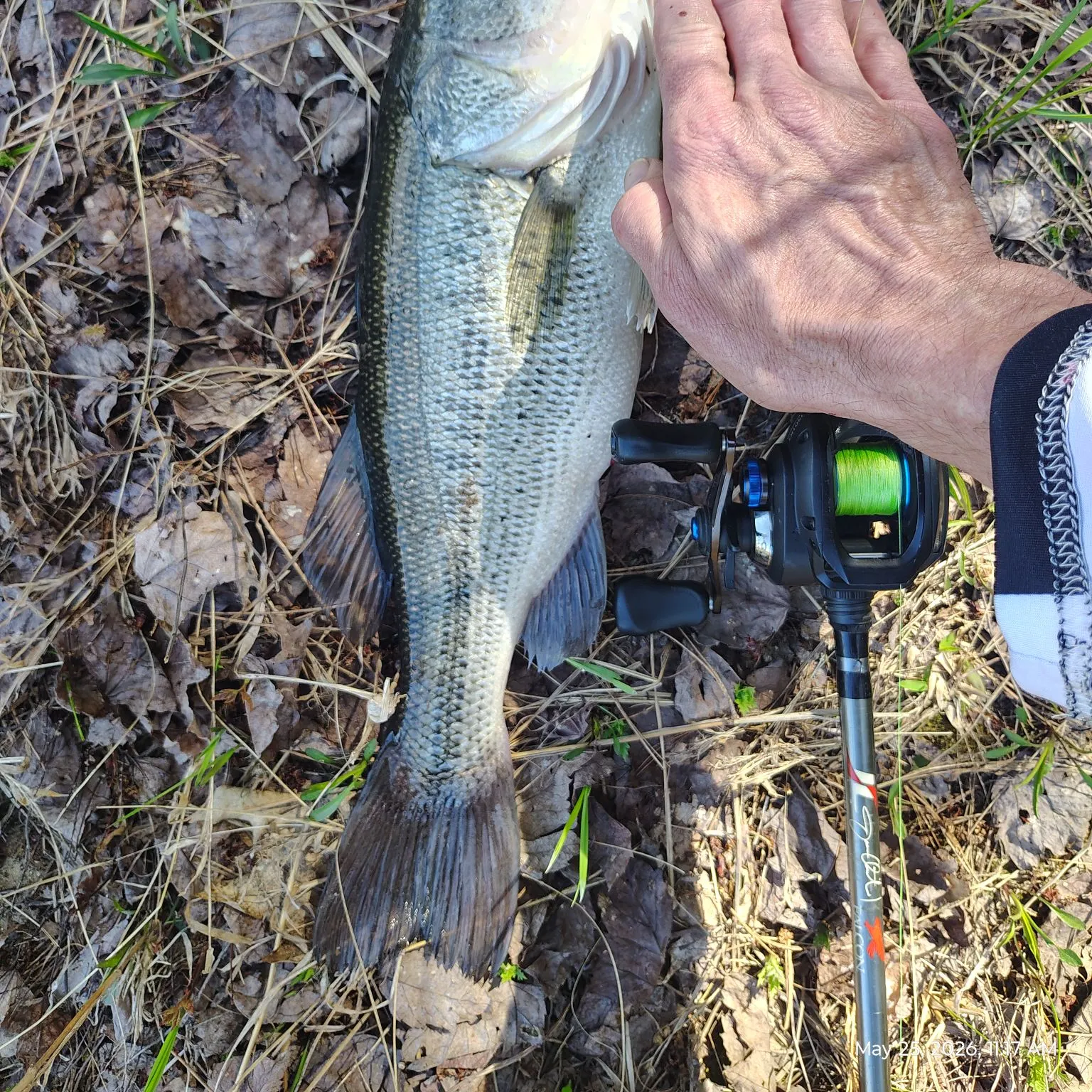 Largemouth bass caught on Fishbrain