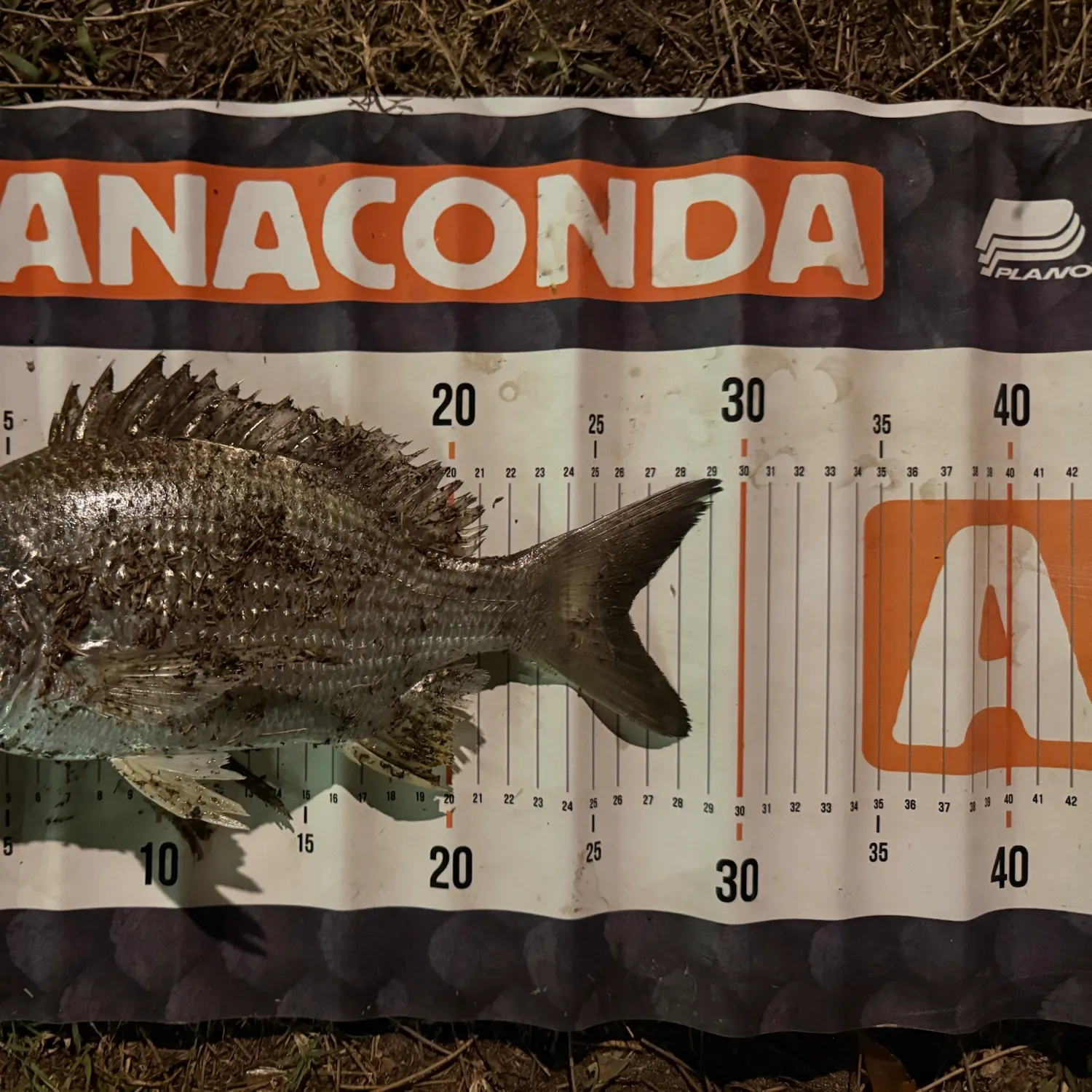 Surf bream caught on Fishbrain