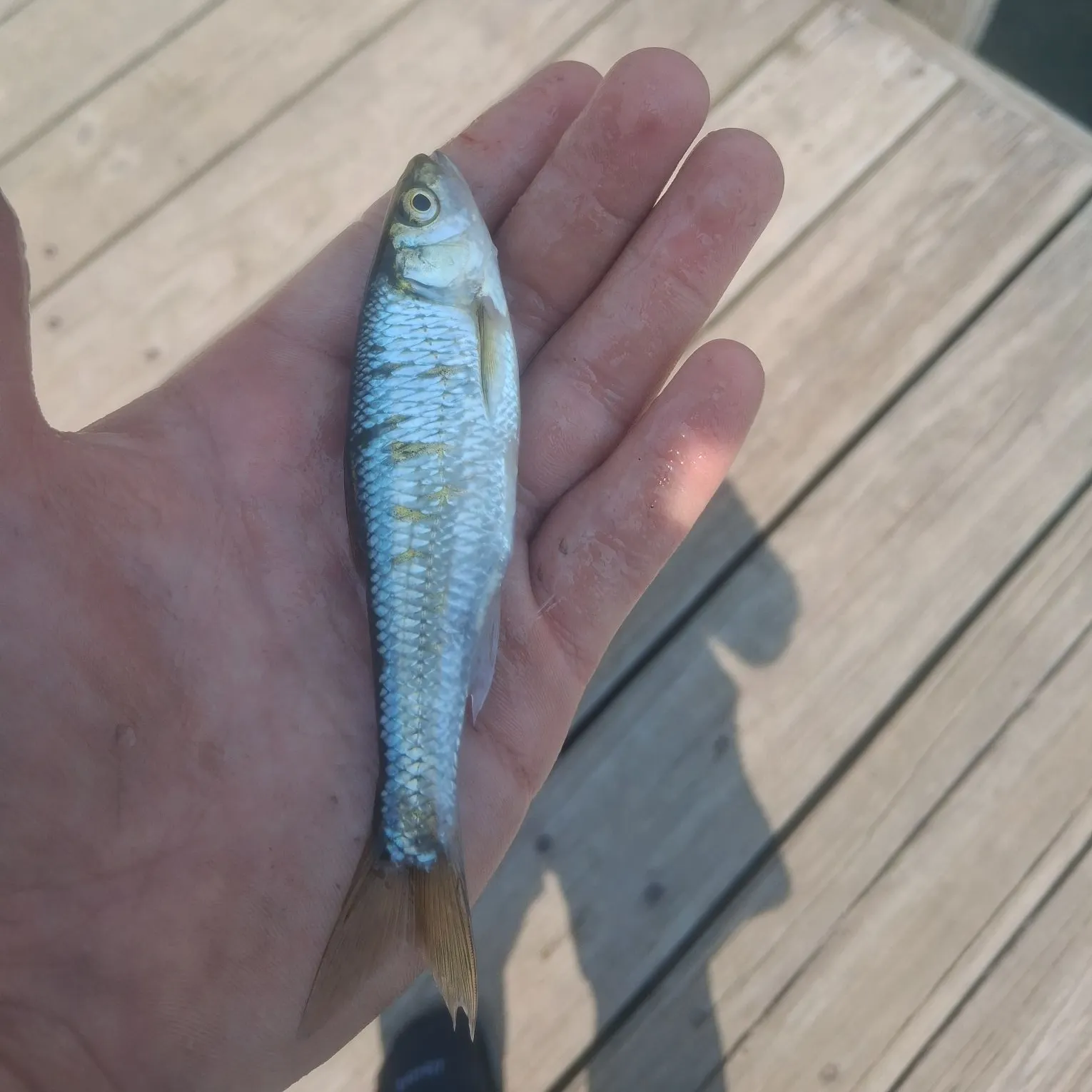 The most recent Blacknose shiner catches on Fishbrain