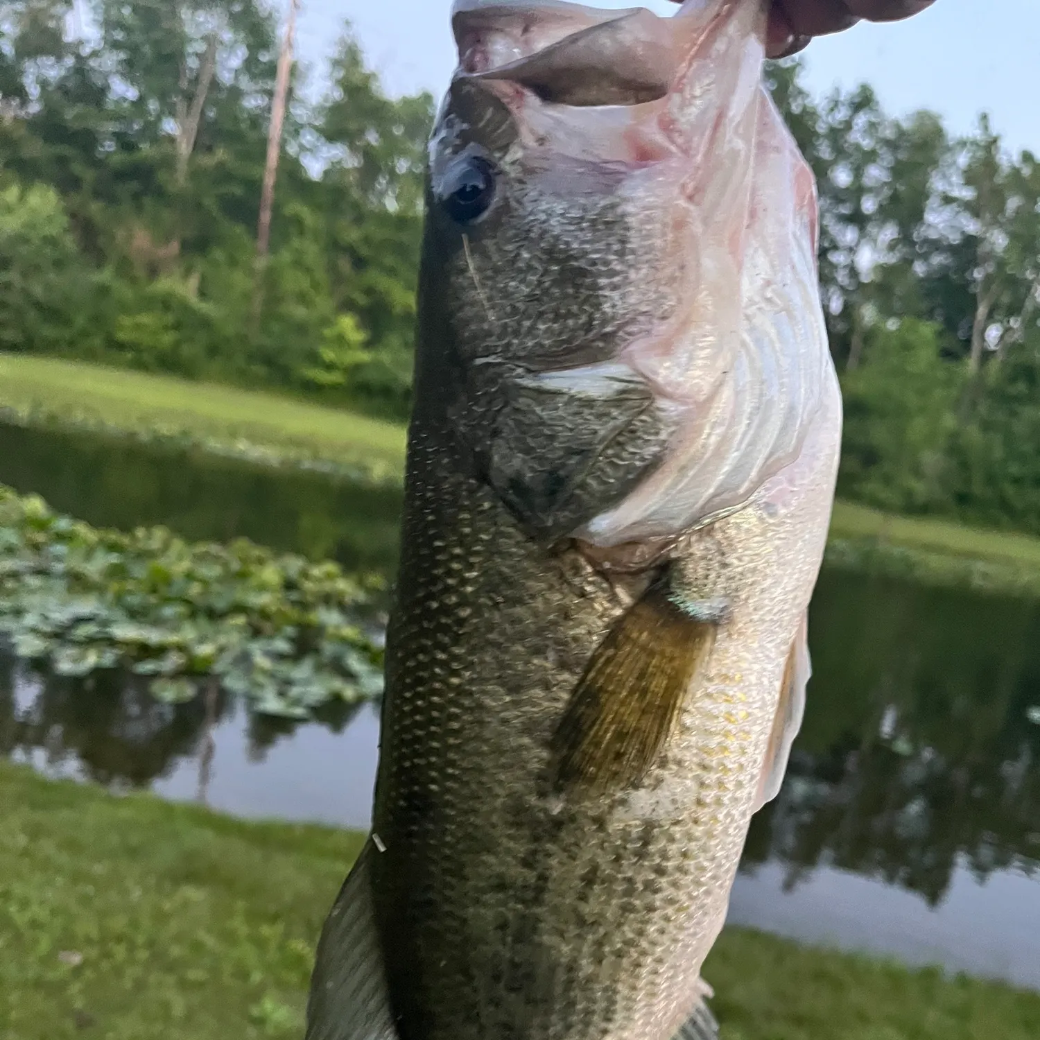 The most recent F1 bass catches on Fishbrain