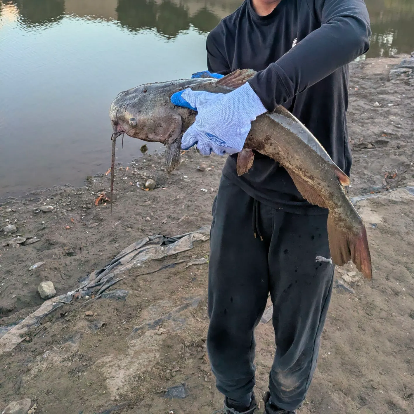 Flathead catfish caught on Fishbrain