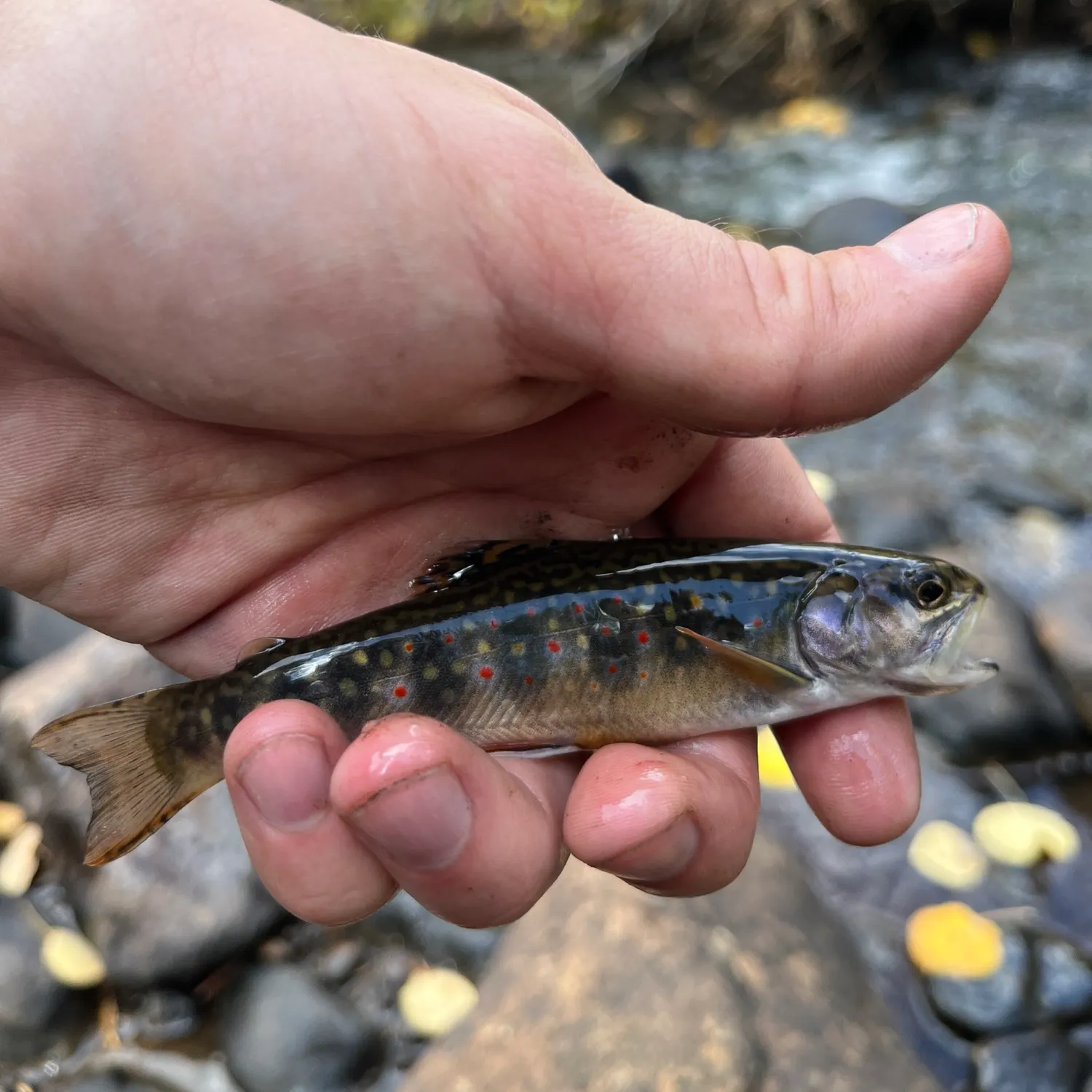 Brook trout caught on Fishbrain