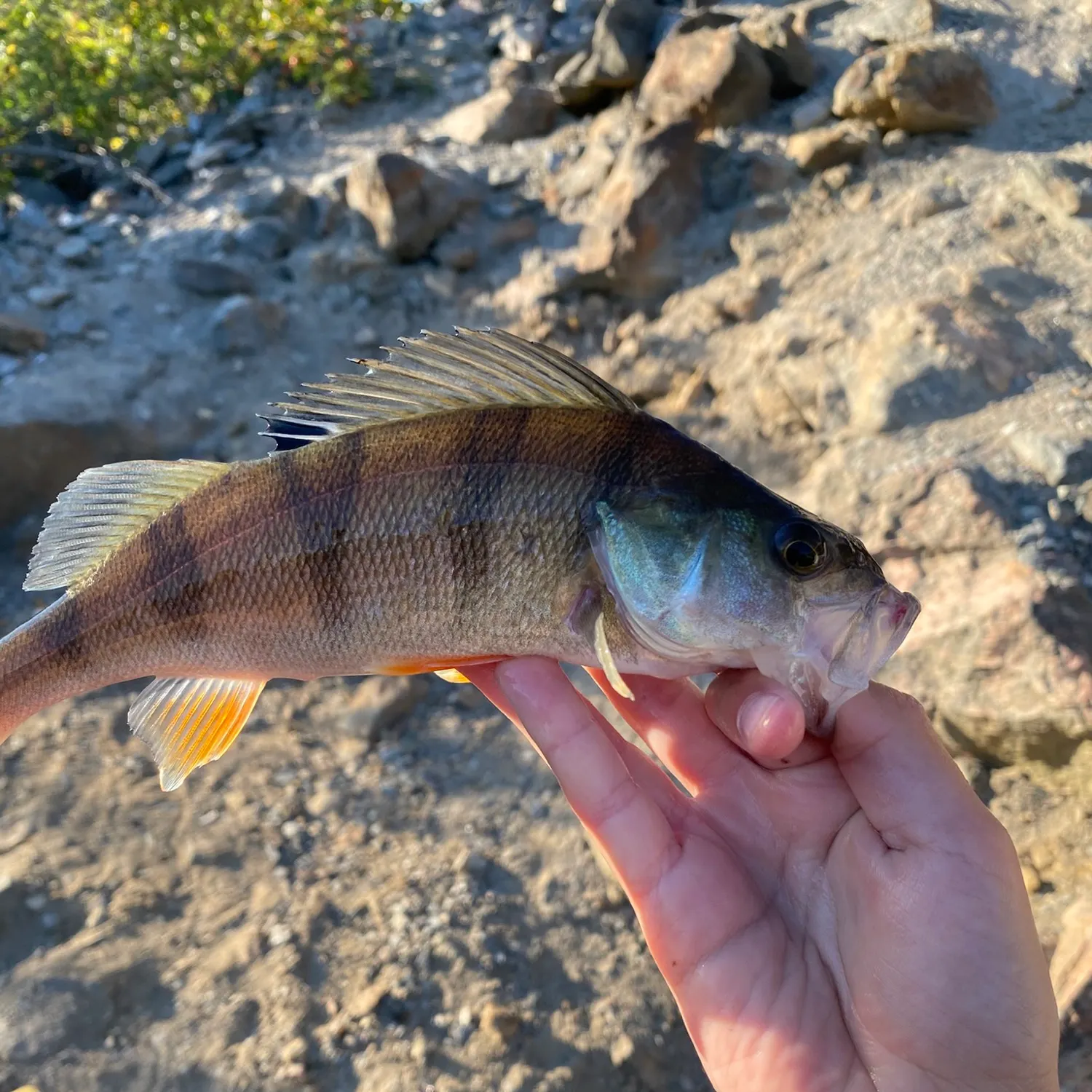 European perch caught on Fishbrain