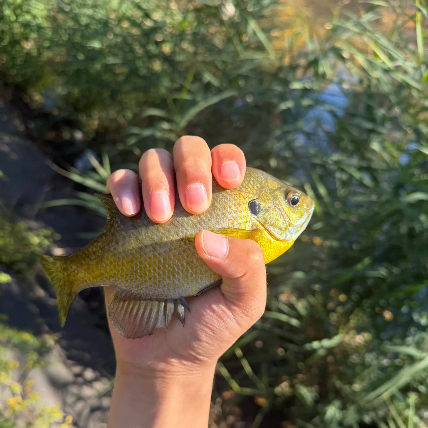 Bluegill caught on Fishbrain