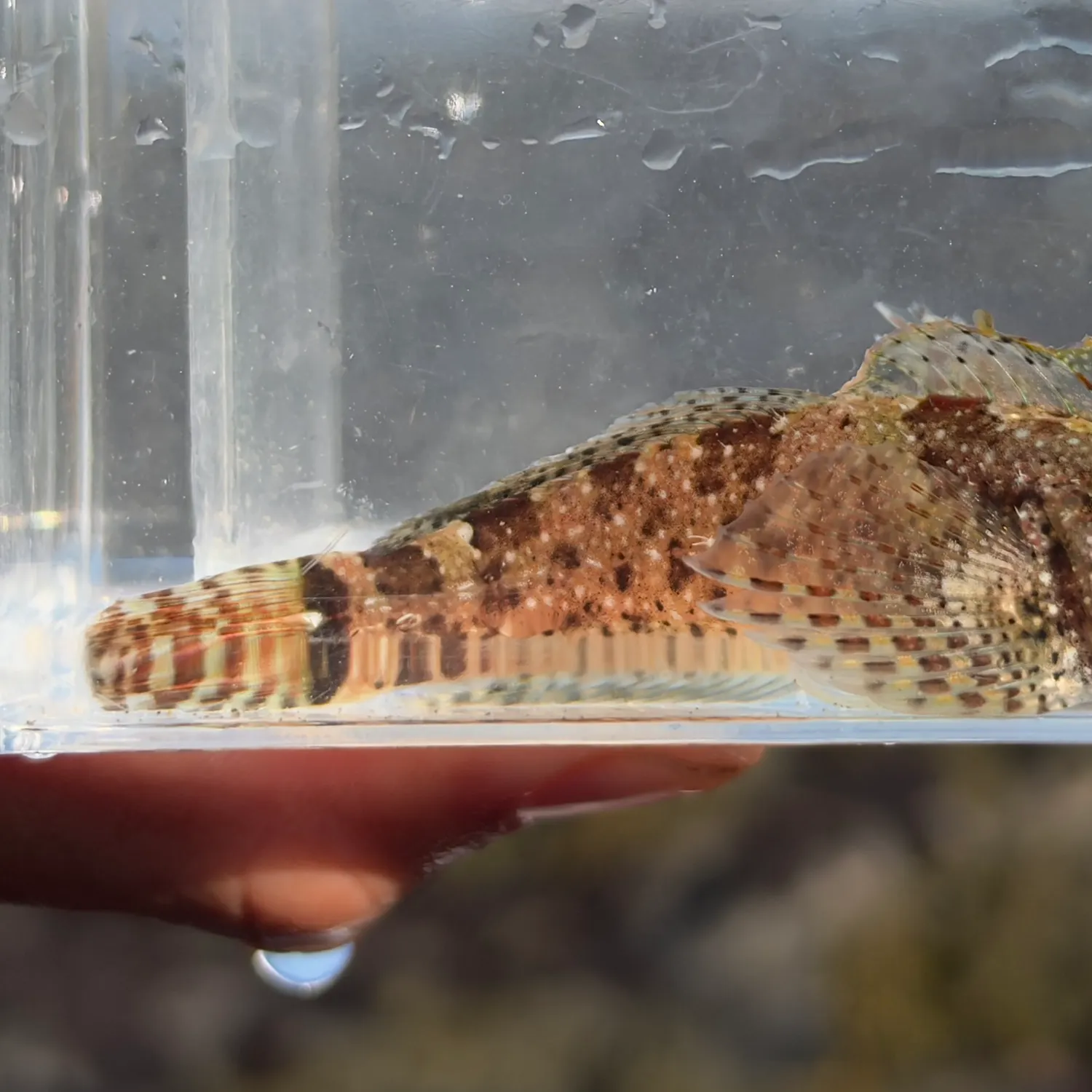 Woolly sculpin caught on Fishbrain