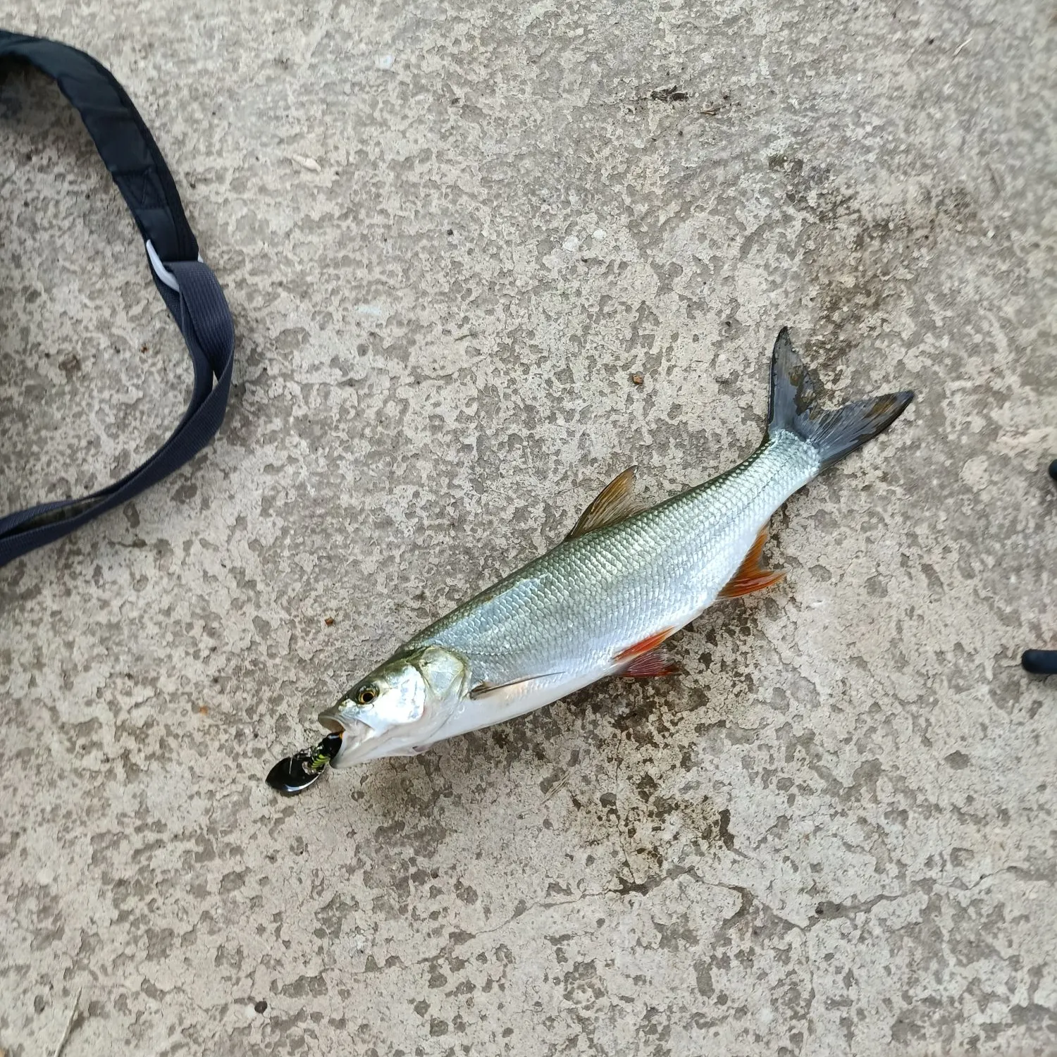 Asp caught on Fishbrain