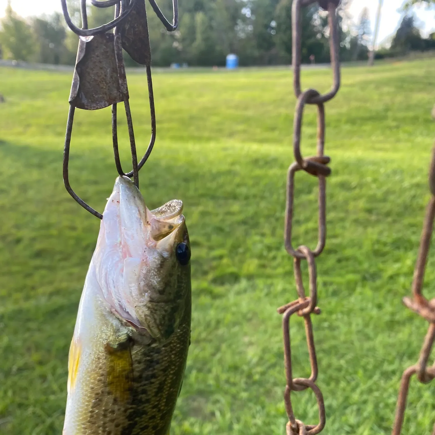 Smallmouth bass caught on Fishbrain
