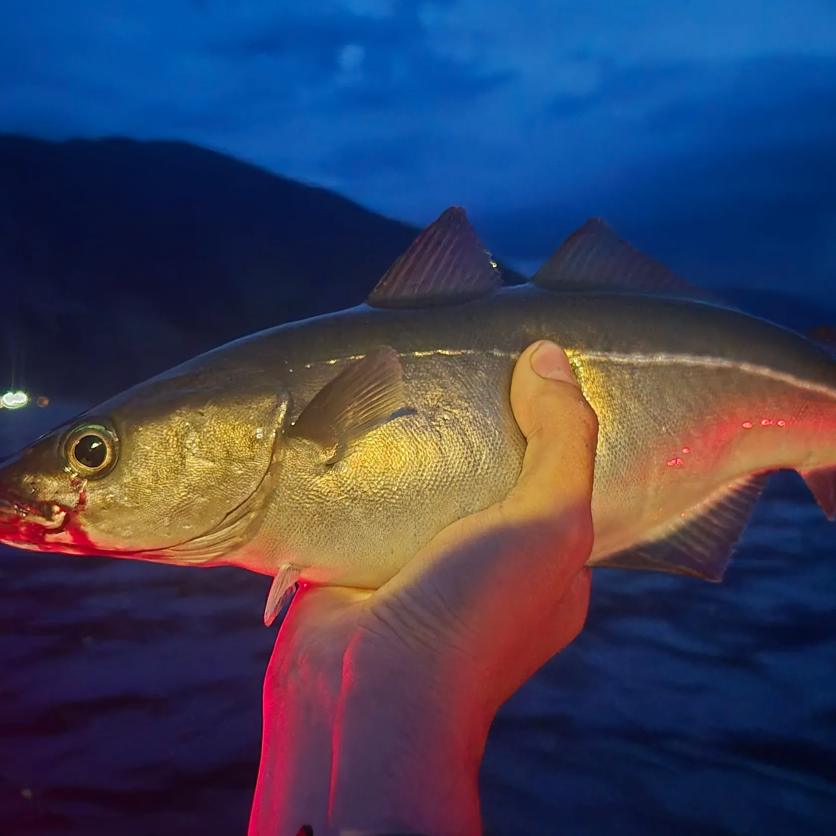 Atlantic pollock caught on Fishbrain