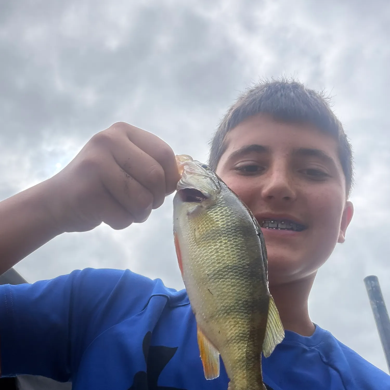 Yellow perch caught on Fishbrain