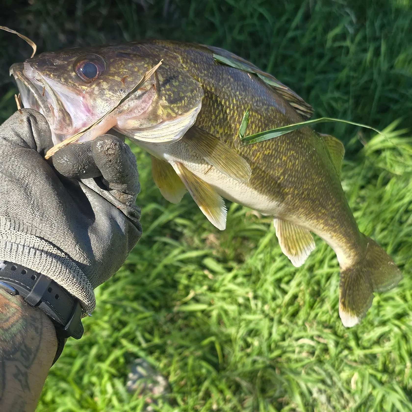 Walleye caught on Fishbrain