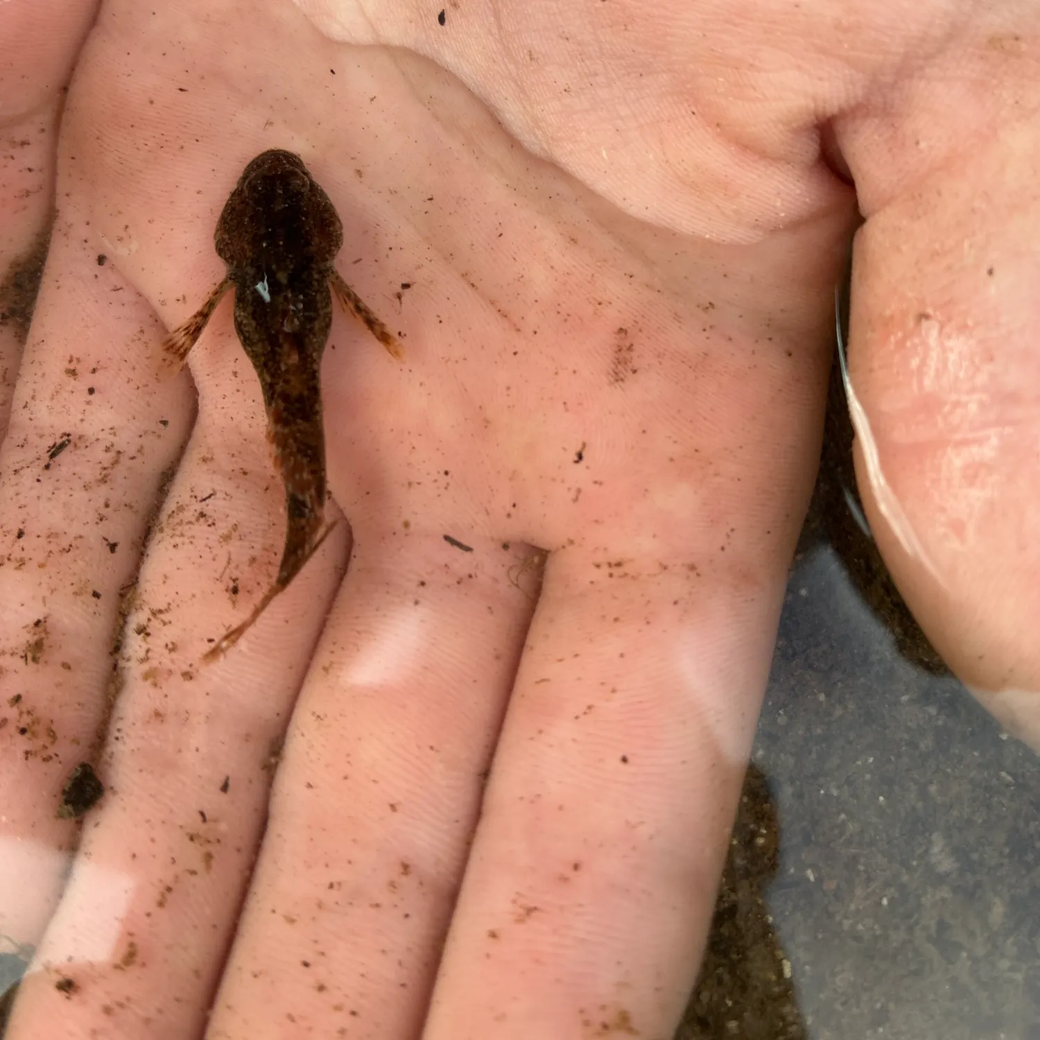 The most recent Common mudpuppy catches on Fishbrain