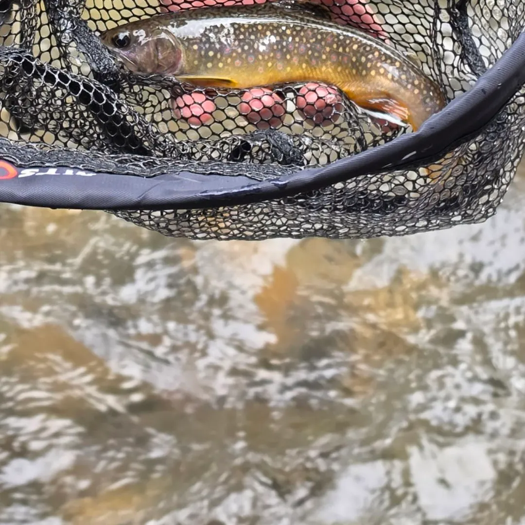 Brook trout caught on Fishbrain