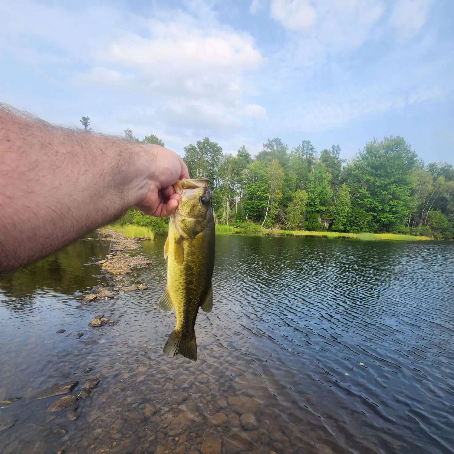 Largemouth bass caught on Fishbrain