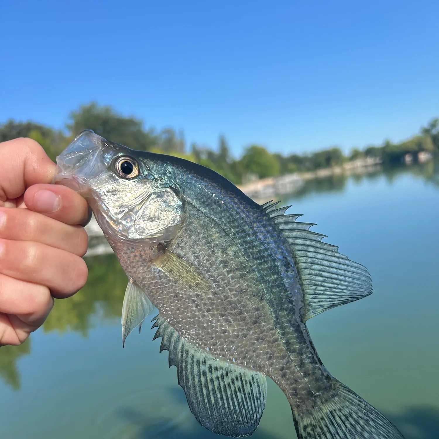 White crappie caught on Fishbrain