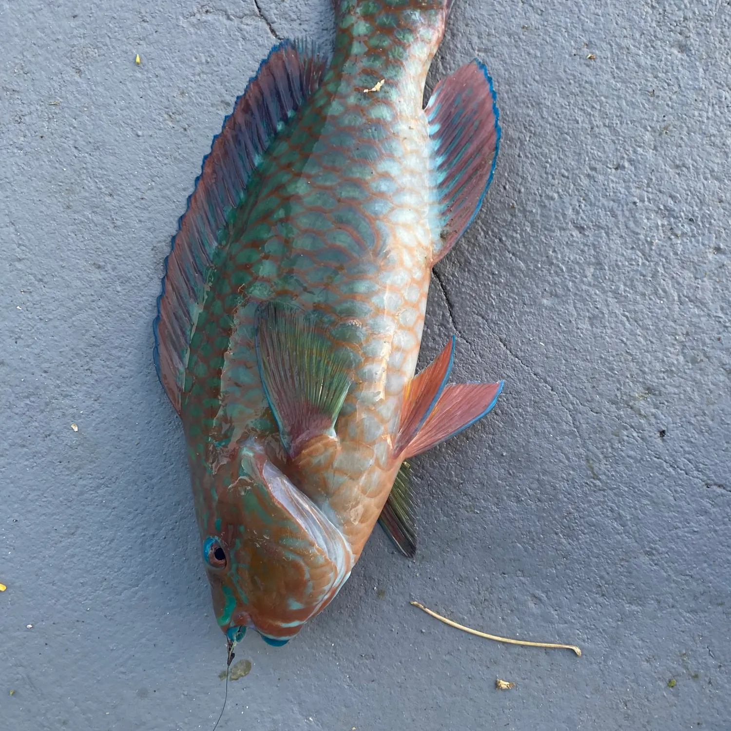 The most recent Common parrotfish catches on Fishbrain