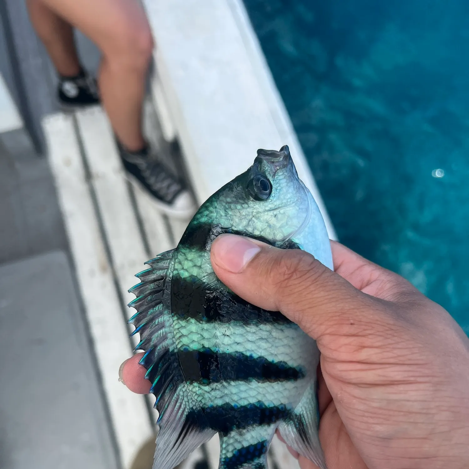 The most recent Spangled emperor catches on Fishbrain