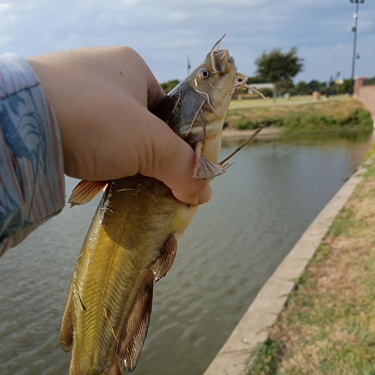 Yellow bullhead caught on Fishbrain