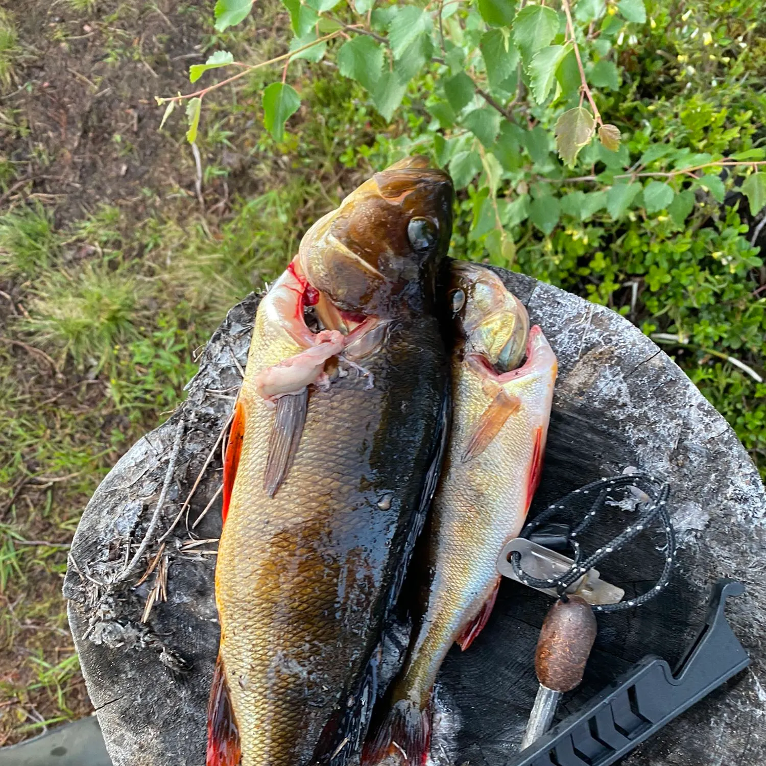 recently logged catches