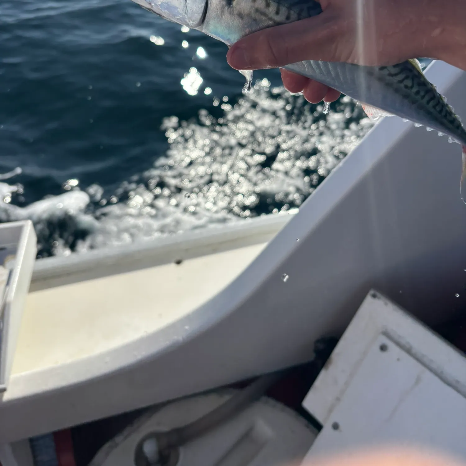 Atlantic mackerel caught on Fishbrain