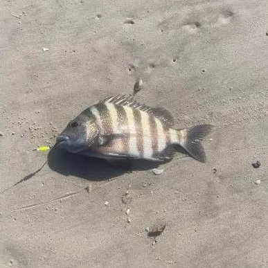 The most recent Sheepshead catches on Fishbrain