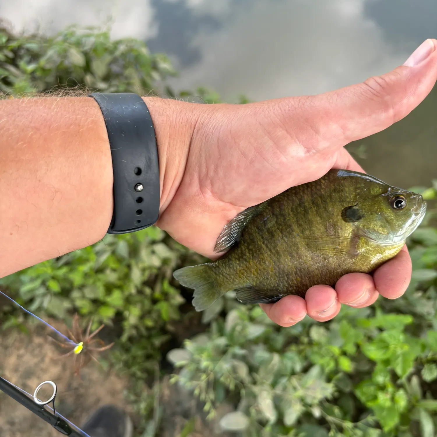 Bluegill caught on Fishbrain