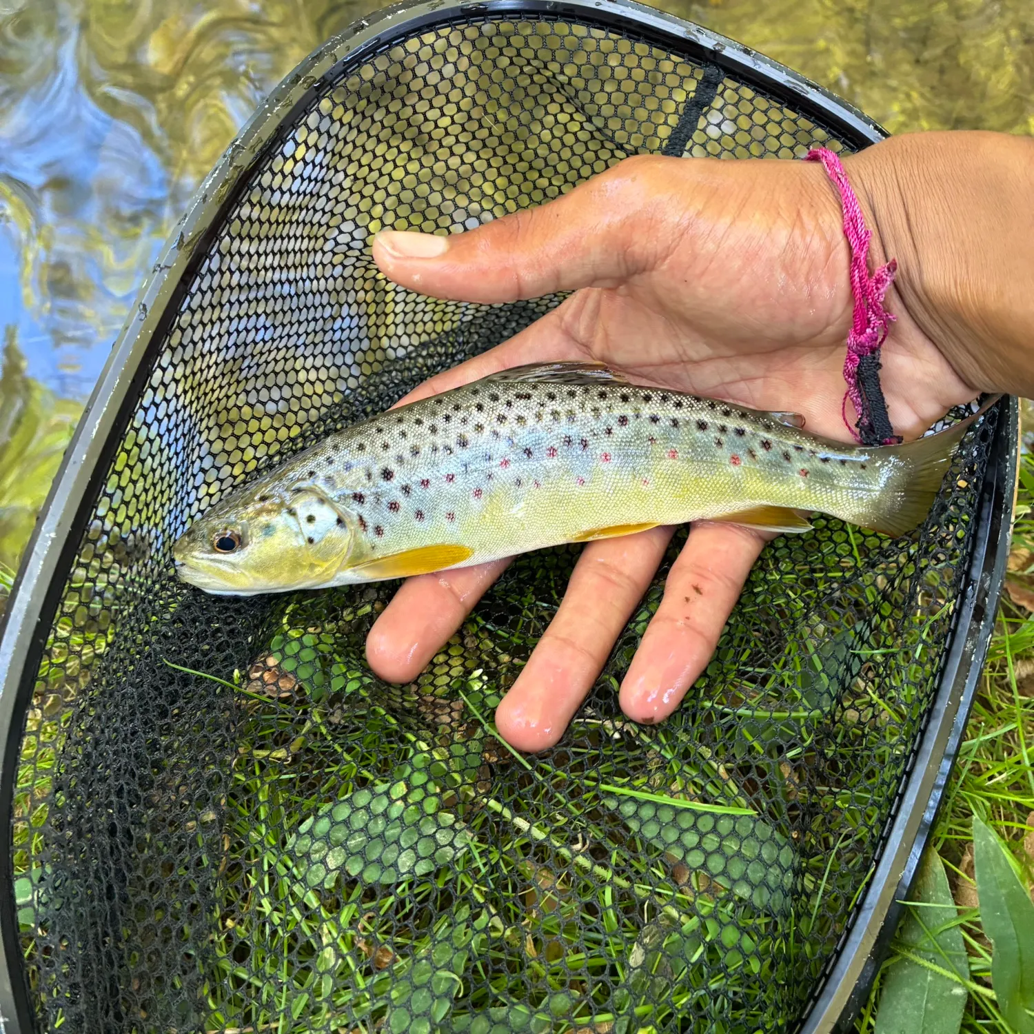 Brown trout caught on Fishbrain