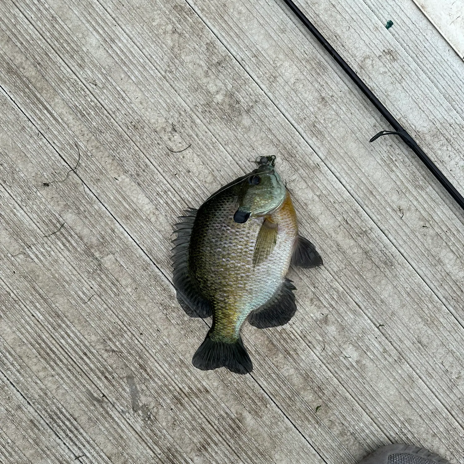 Bluegill caught on Fishbrain