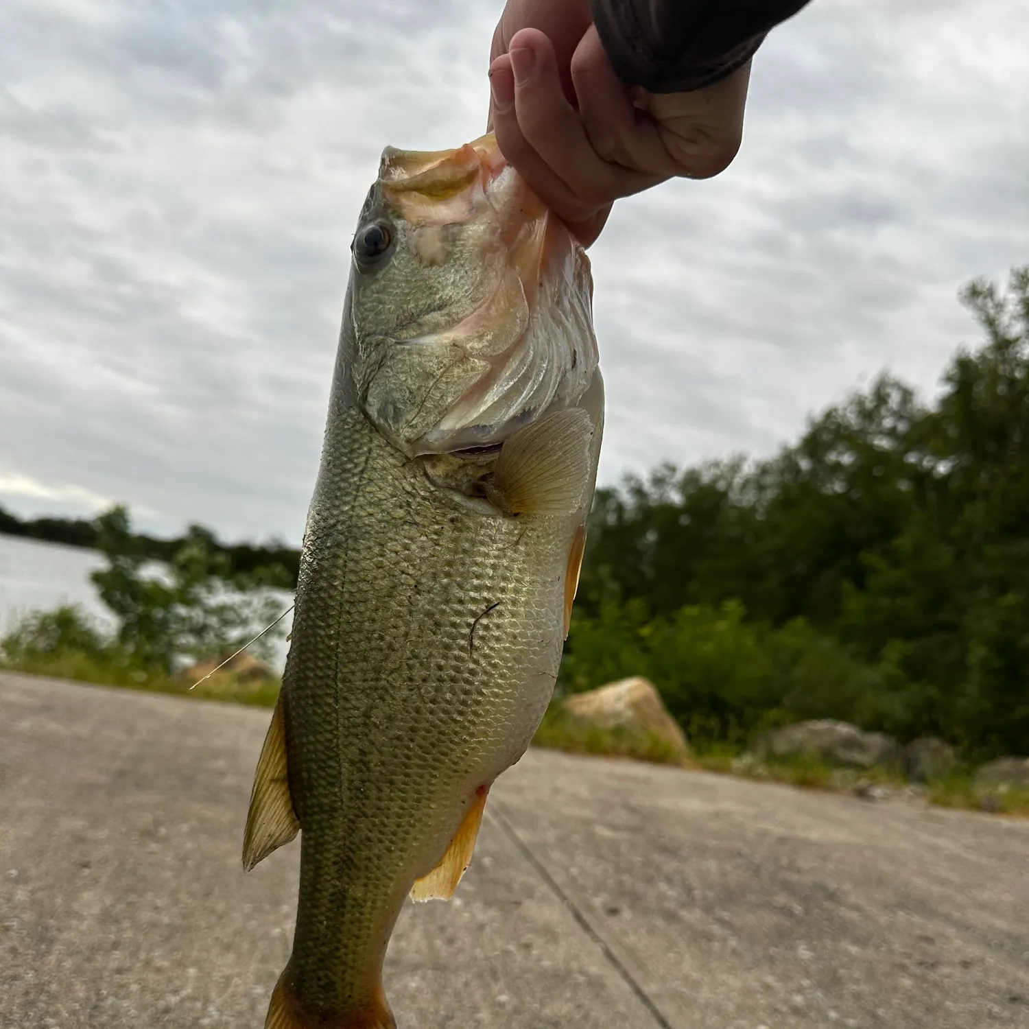 Largemouth bass caught on Fishbrain