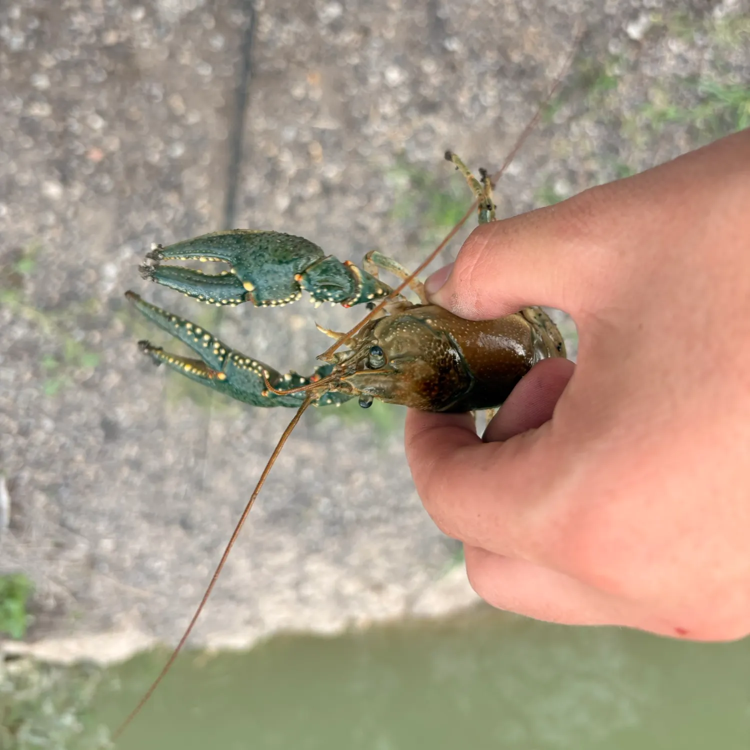 Virile crayfish caught on Fishbrain