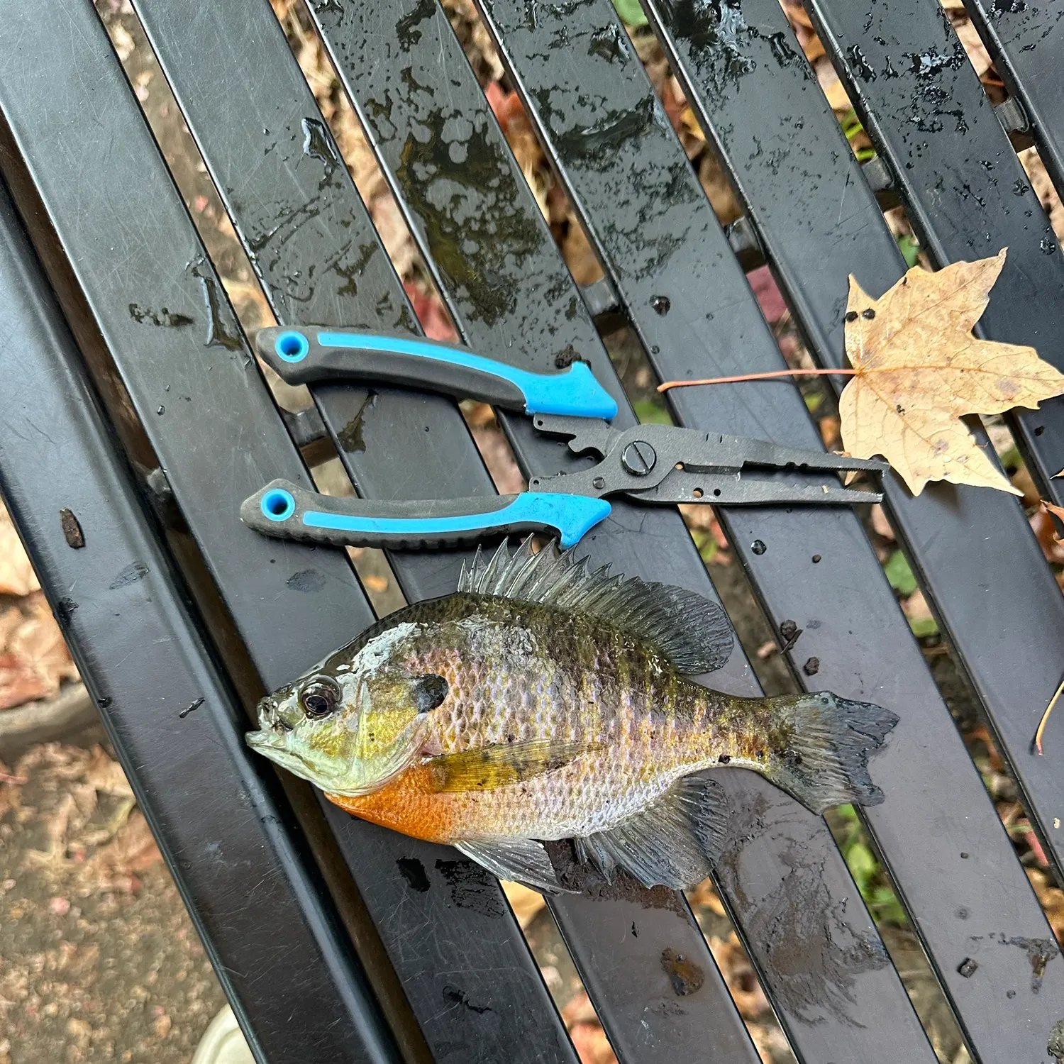 Bluegill caught on Fishbrain