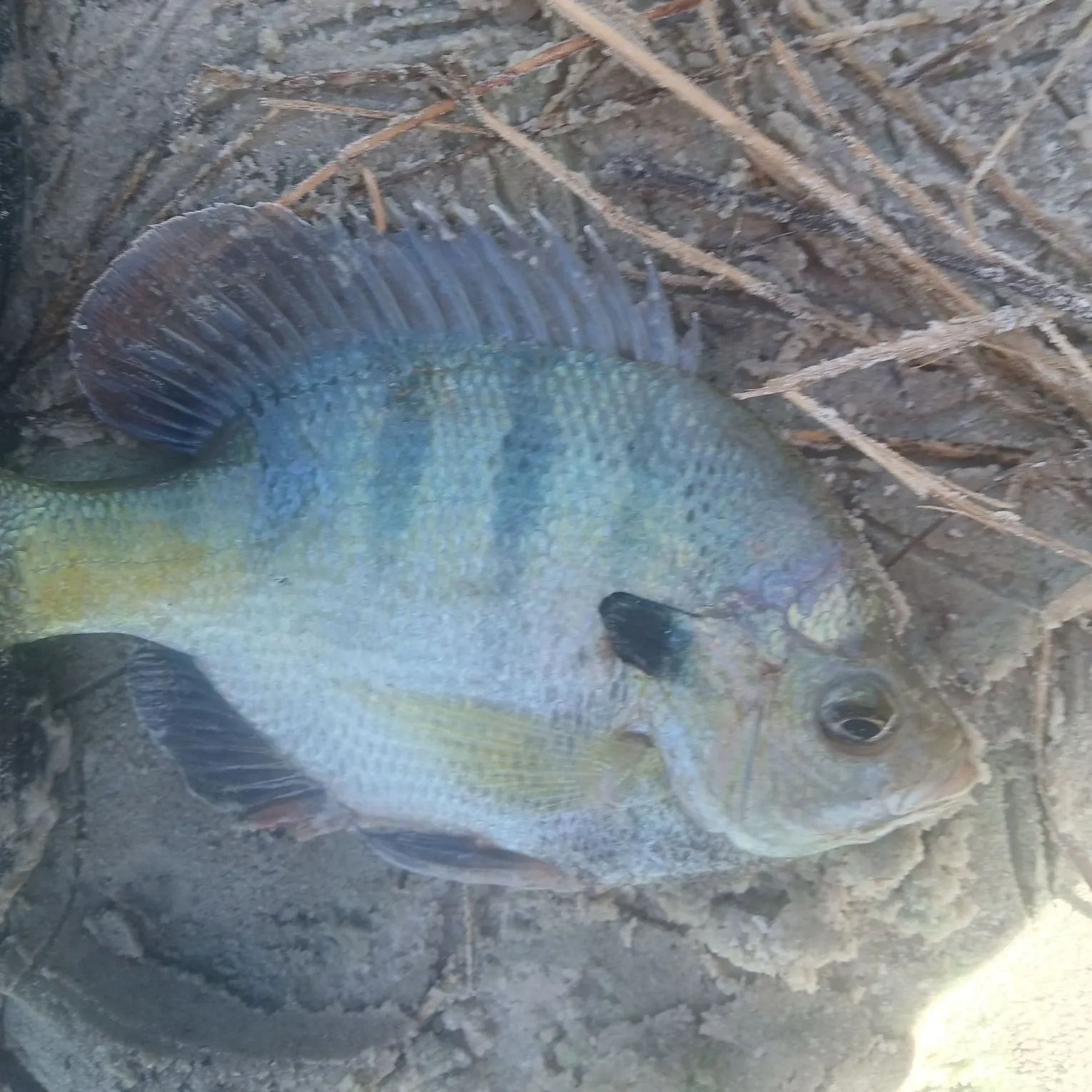 The most recent Coppernose bluegill catches on Fishbrain