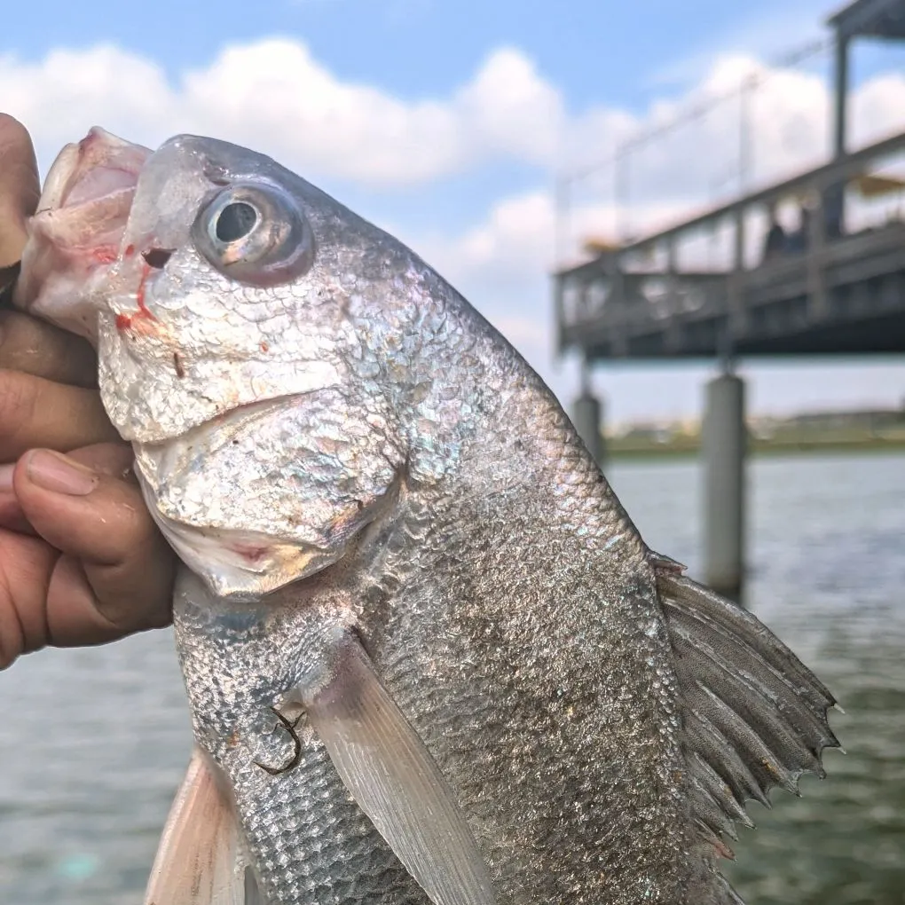 The most recent Freshwater drum catches on Fishbrain