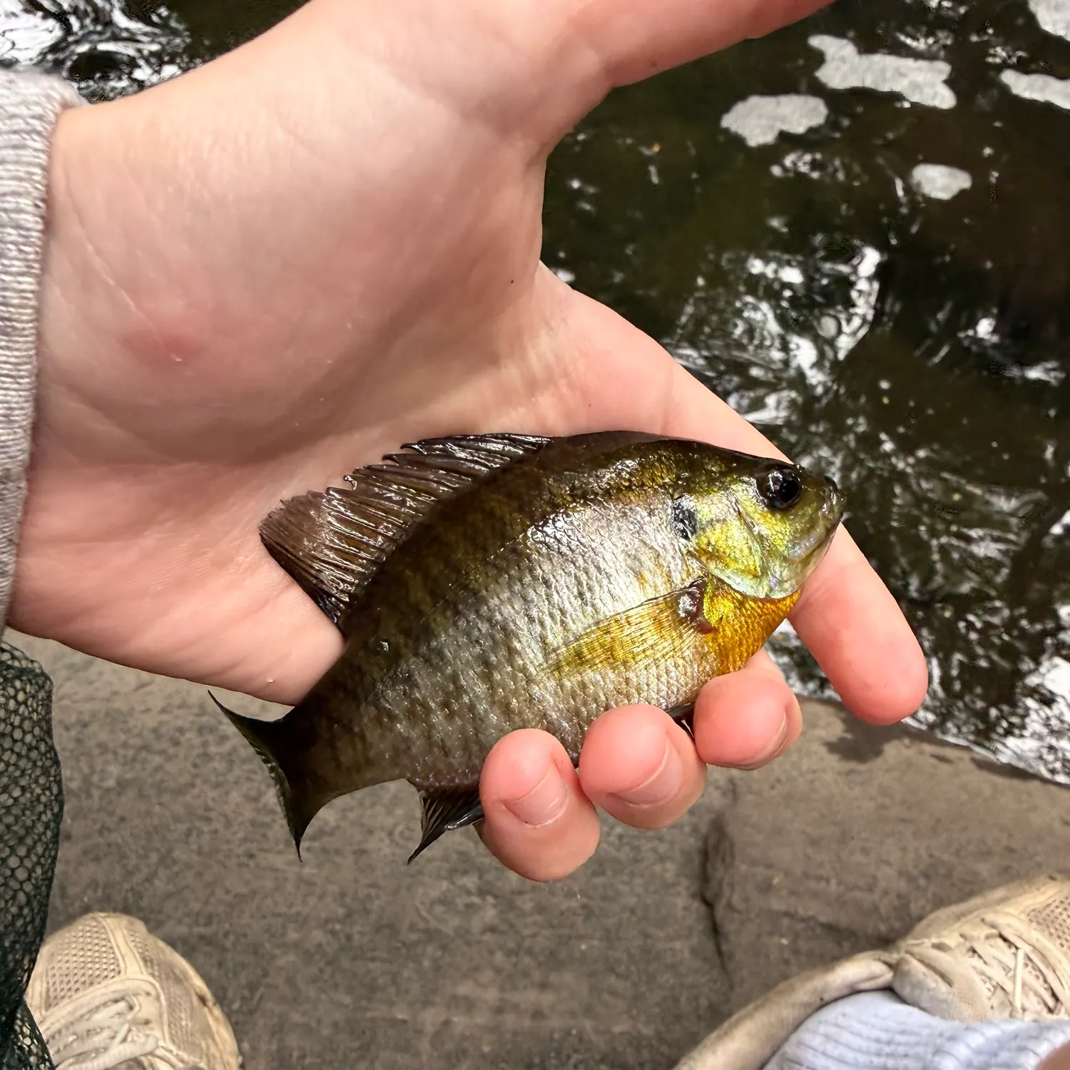 Bluegill caught on Fishbrain