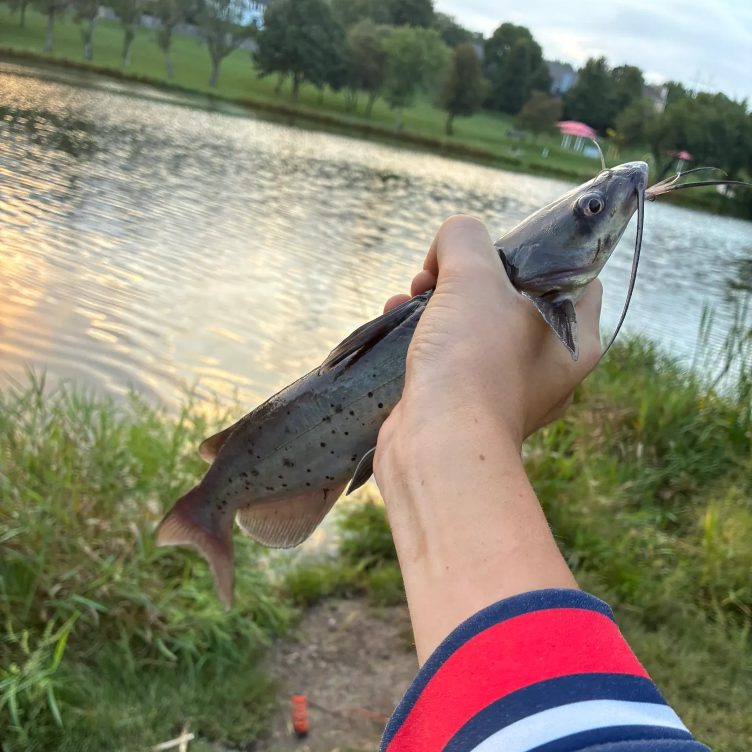 Channel catfish caught on Fishbrain