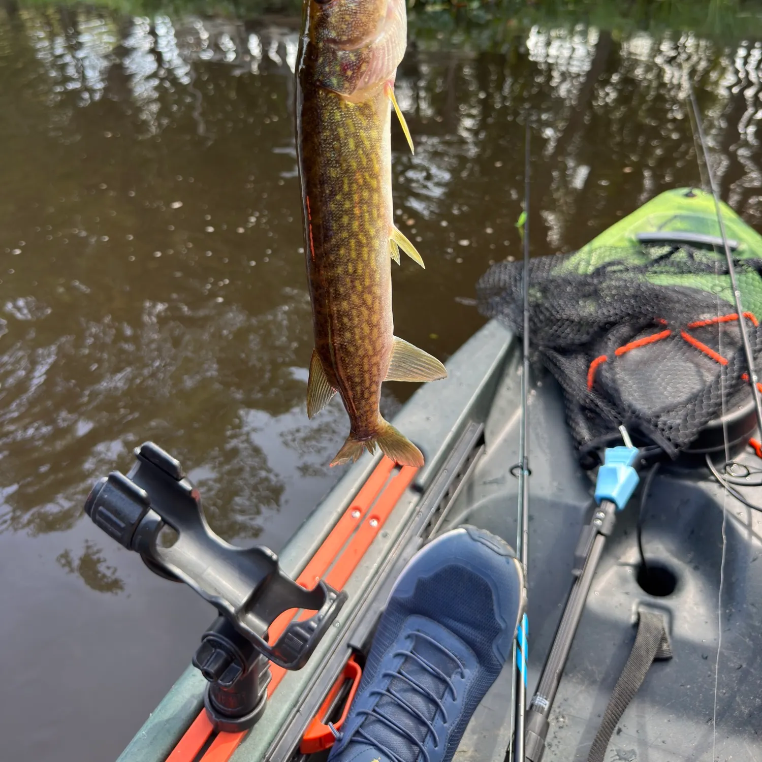 Chain pickerel caught on Fishbrain