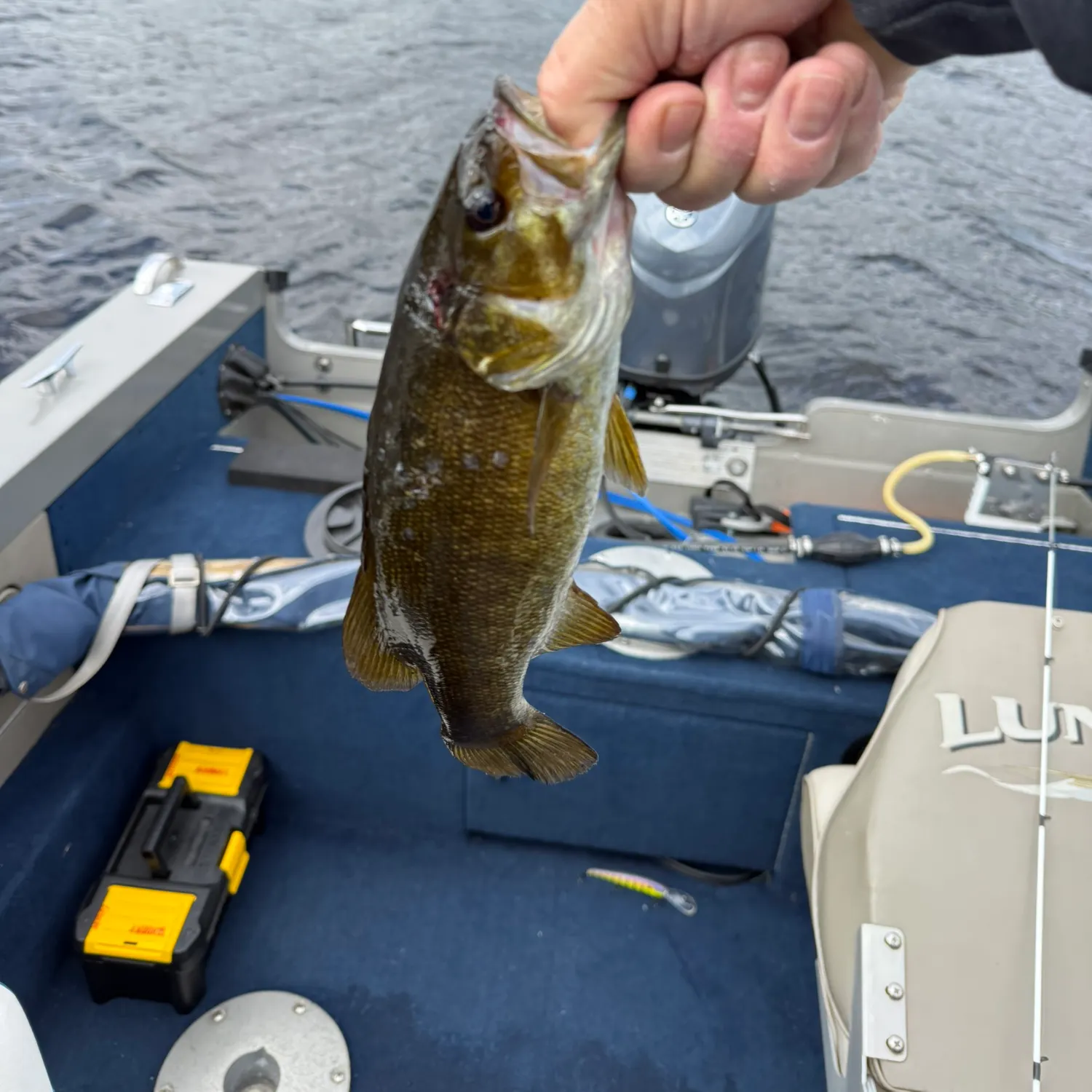 Smallmouth bass caught on Fishbrain