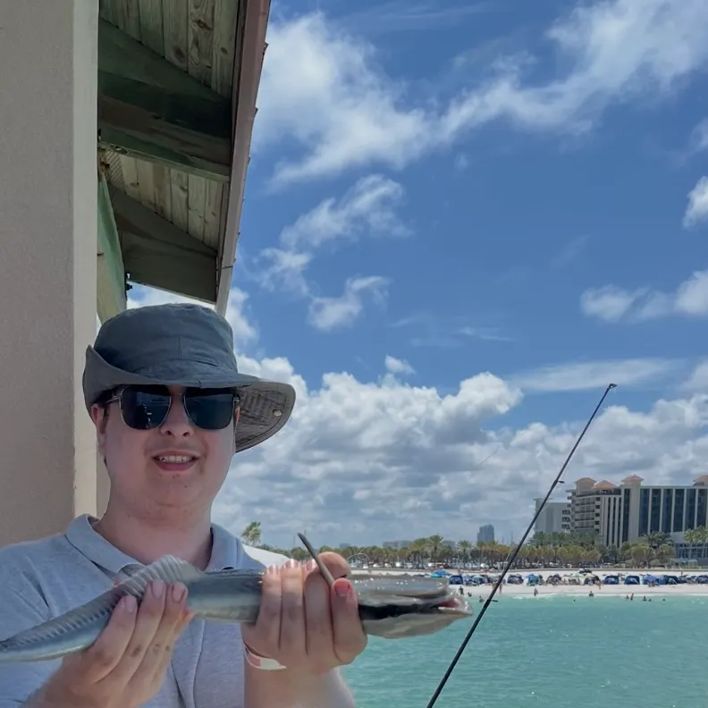 The most recent Common remora catches on Fishbrain