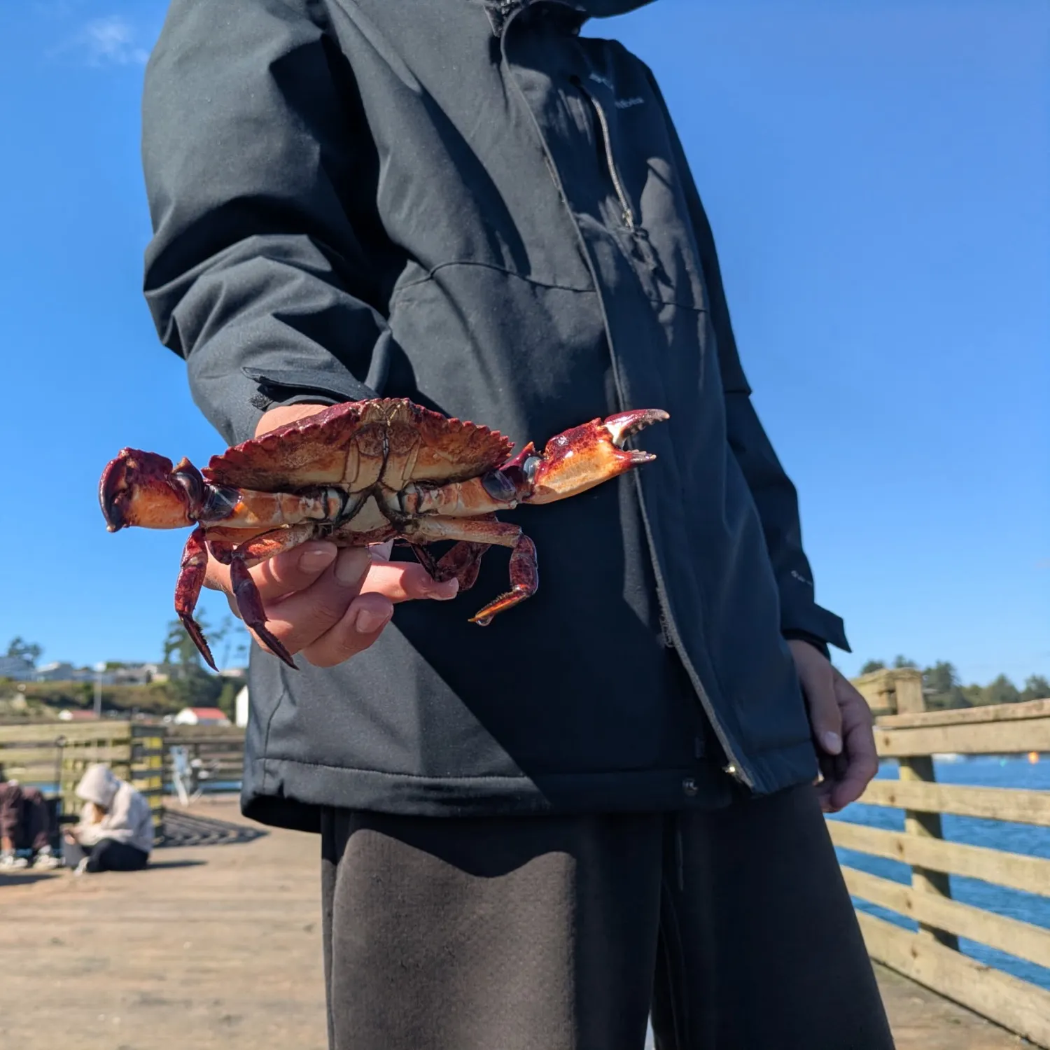 Red rock crab caught on Fishbrain