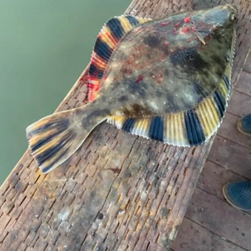 The most recent Starry flounder catches on Fishbrain