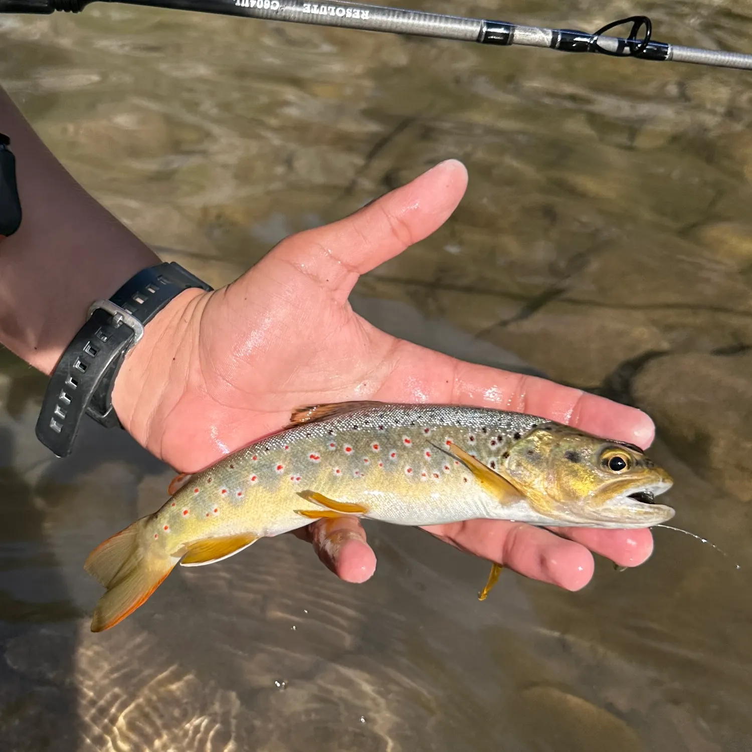 recently logged catches