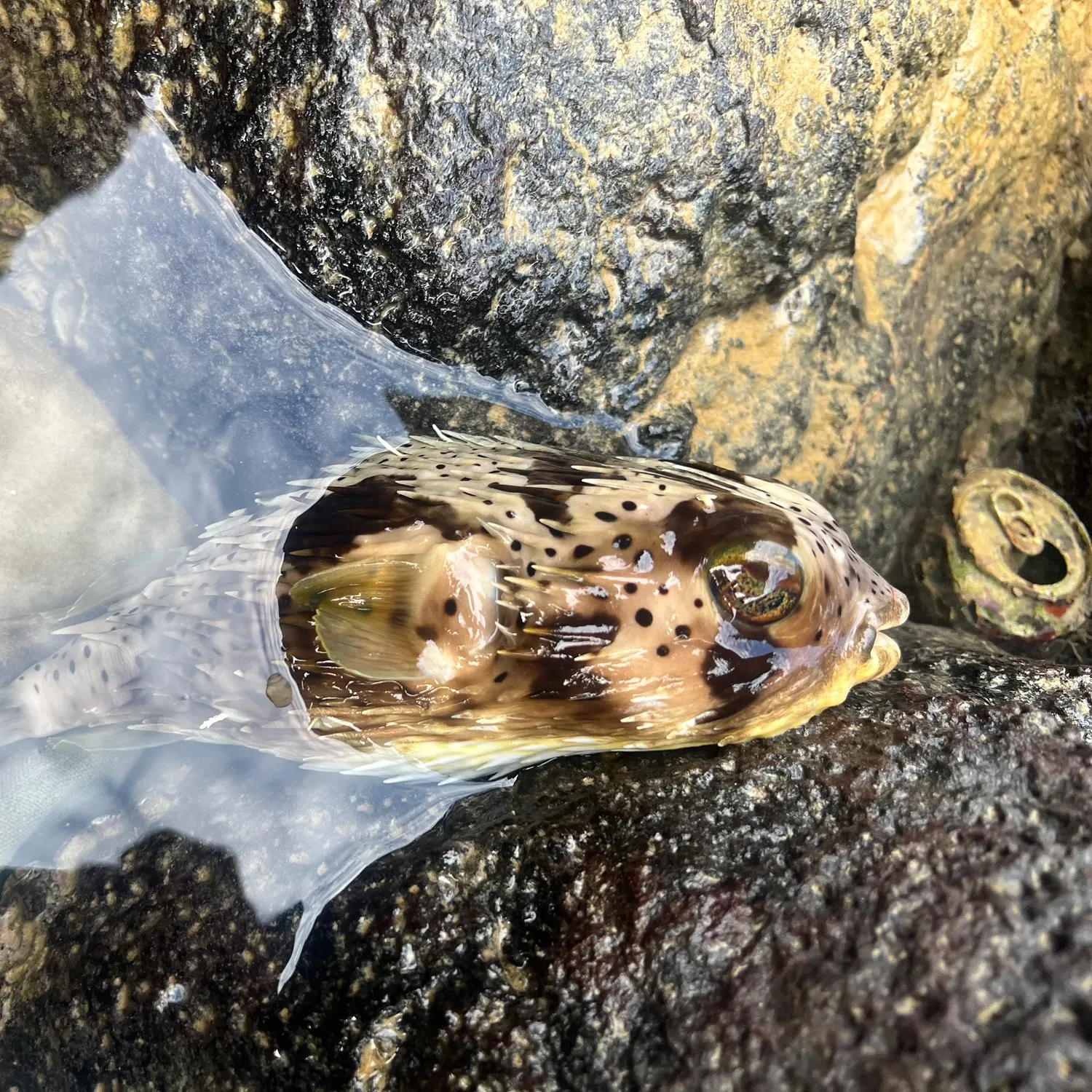 The most popular recent Longspined porcupinefish catch on Fishbrain