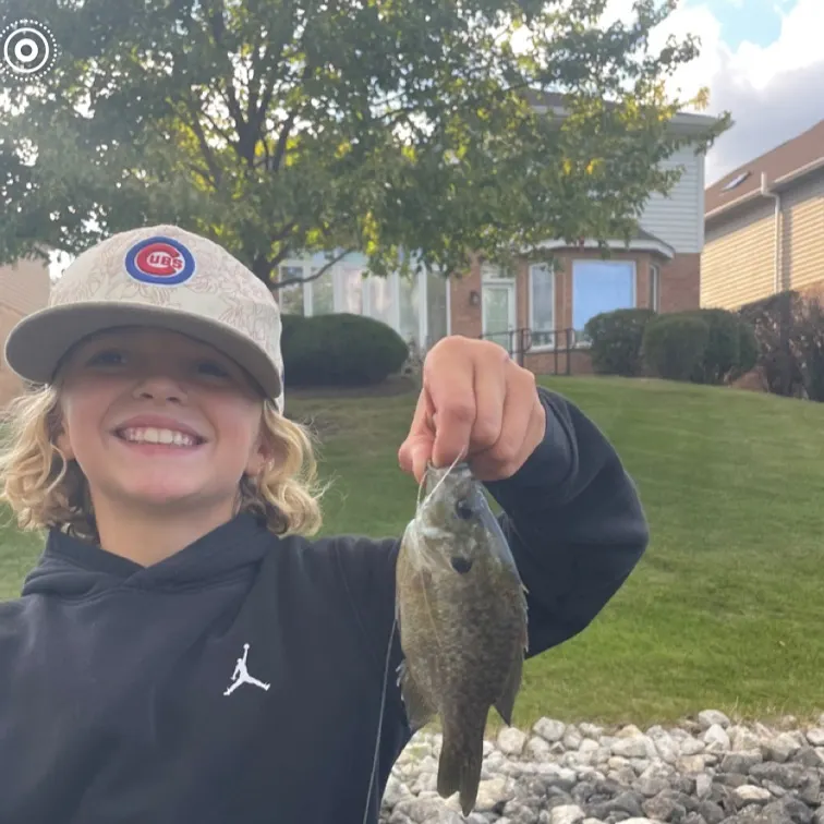 The most recent Bluegill catches on Fishbrain