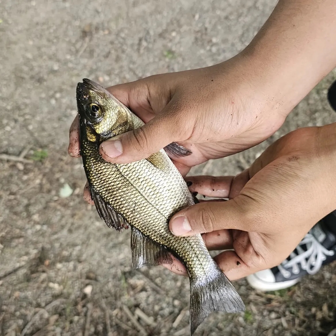 The most recent White perch catches on Fishbrain