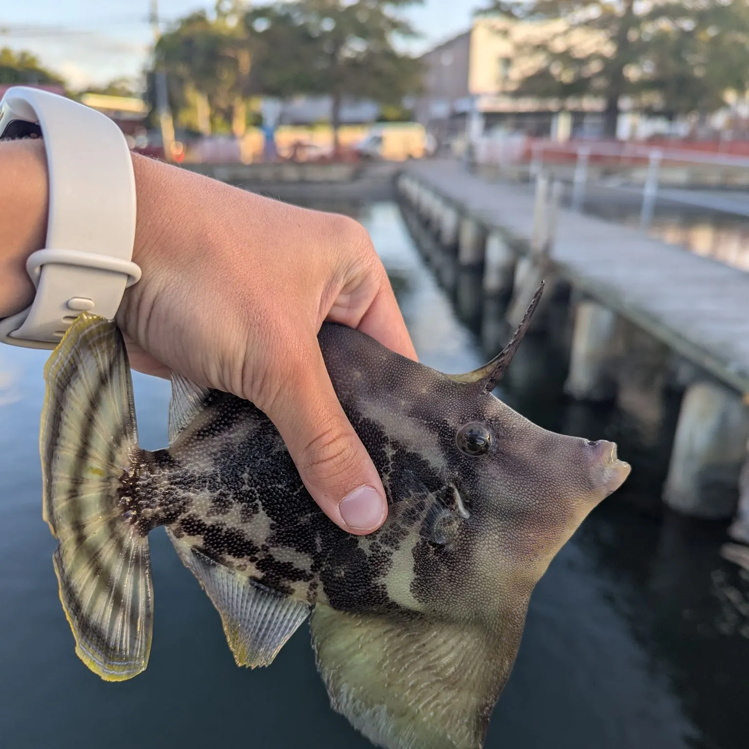 The most recent Fan-bellied leatherjacket catches on Fishbrain